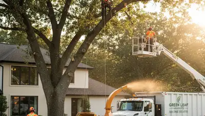 Arborist pruning mature oak tree in Highland Park, IL for Chop Chop Tree professional tree service