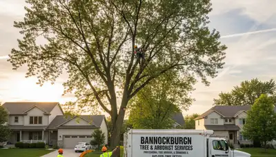 Professional tree removal service in Highland Park IL by local certified arborists