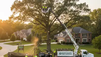 Professional tree removal service in Highland Park, IL safely cutting and clearing large trees