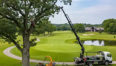 Professional tree removal service in Highland Park IL safely cutting and clearing large oak tree