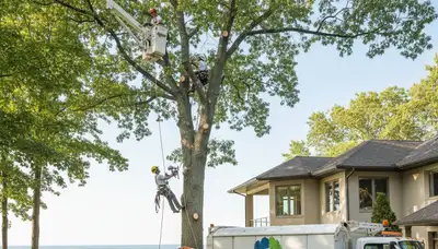 Professional tree removal service in Highland Park IL safely cutting and clearing large trees