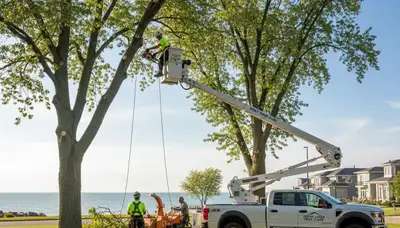 Professional tree removal service in Highland Park IL by certified arborists