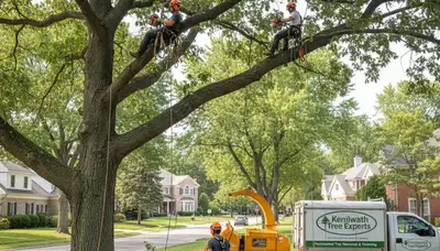 Professional tree removal service in Highland Park IL safely cutting and clearing large trees
