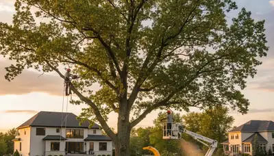 Professional tree removal service in Highland Park IL by local certified arborists