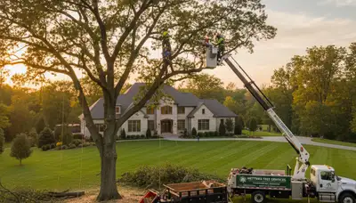 Professional tree removal and trimming service in Highland Park, IL