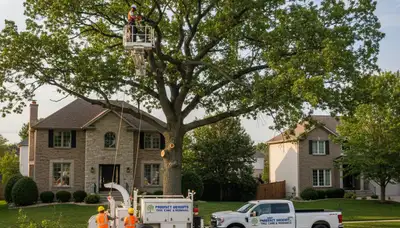 Professional tree removal service in Highland Park IL safely clearing large oak tree