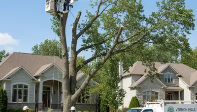 Professional tree removal service team working safely in Highland Park, IL