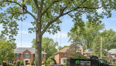 Professional tree removal service in Highland Park IL safely clearing large oak tree