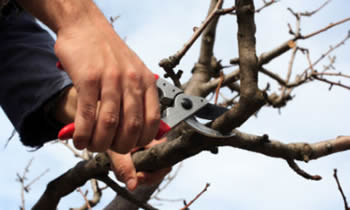 Tree Pruning in Highland Park IL Tree Pruning Services in Highland Park IL Quality Tree Pruning in Highland Park IL