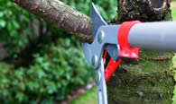 Tree Pruning Services in Highland Park IL