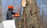 Tree Removal in Highland Park IL